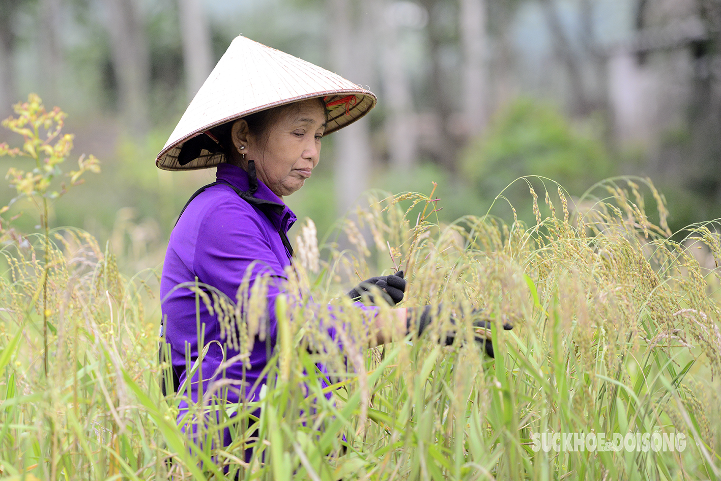 Dẻo thơm hương cốm vùng cao- Ảnh 10.