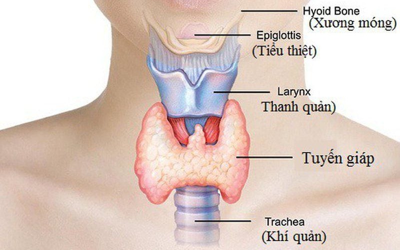 Suy giáp bẩm sinh: Nguyên nhân, triệu chứng, cách điều trị và phòng bệnh