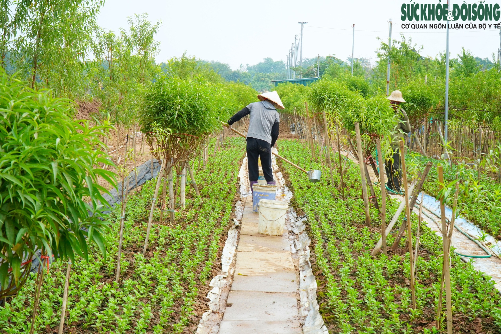 Làng đào Nhật Tân thiệt hại nặng sau lũ, người dân chuyển hướng để kịp vụ Tết- Ảnh 3.