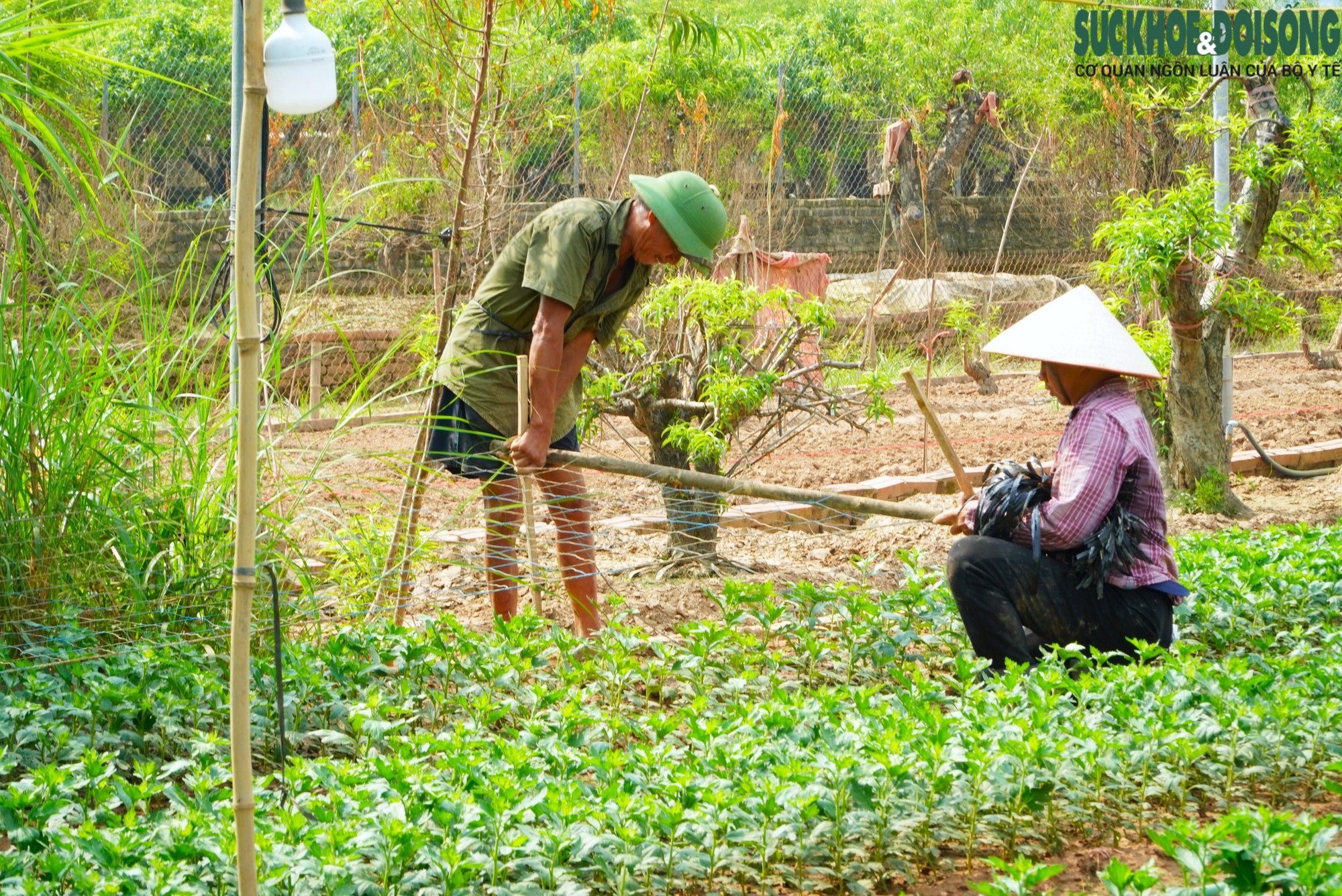 Làng đào Nhật Tân thiệt hại nặng sau lũ, người dân chuyển hướng để kịp vụ Tết- Ảnh 4.