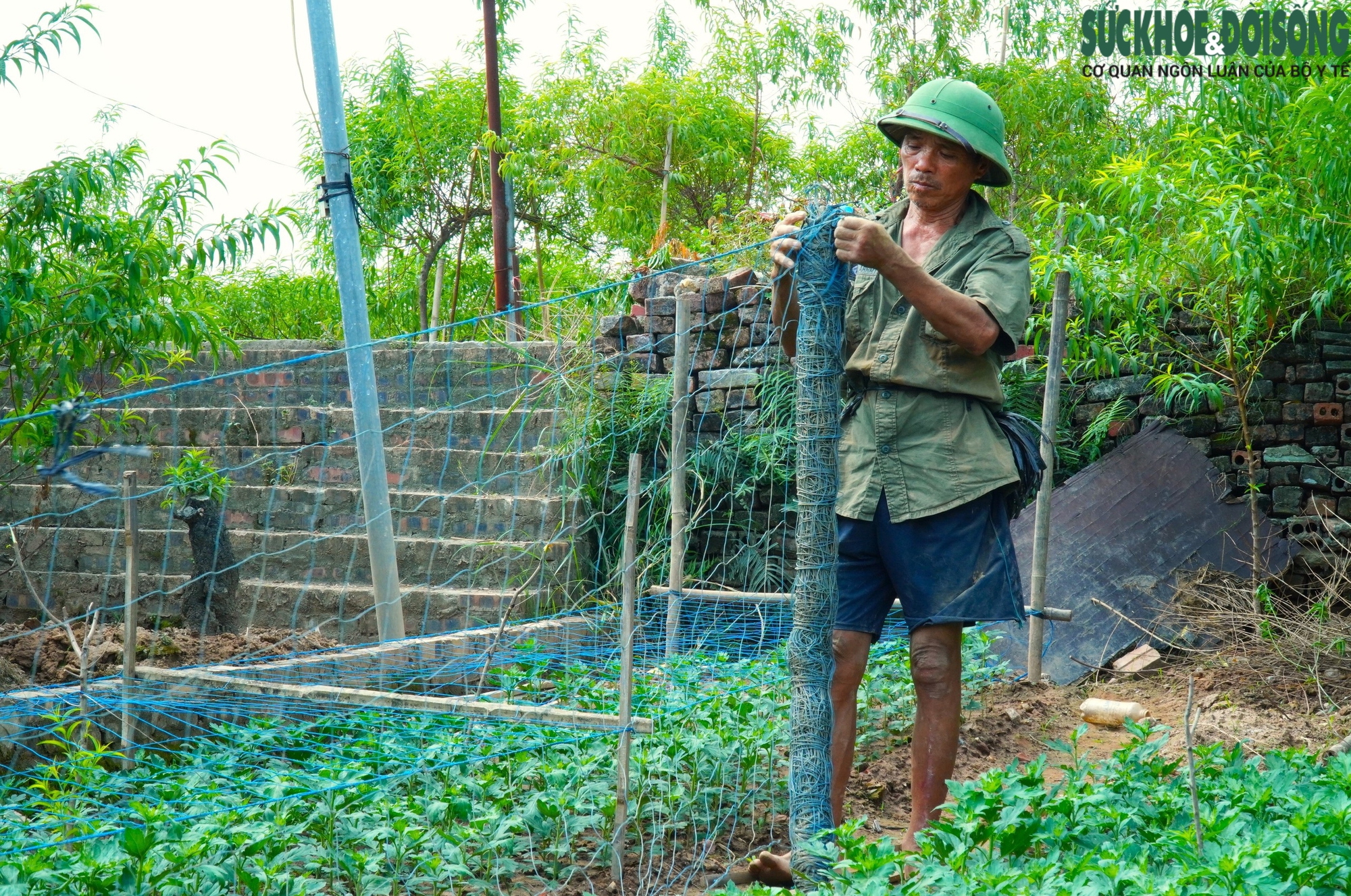 Làng đào Nhật Tân thiệt hại nặng sau lũ, người dân chuyển hướng để kịp vụ Tết- Ảnh 5.