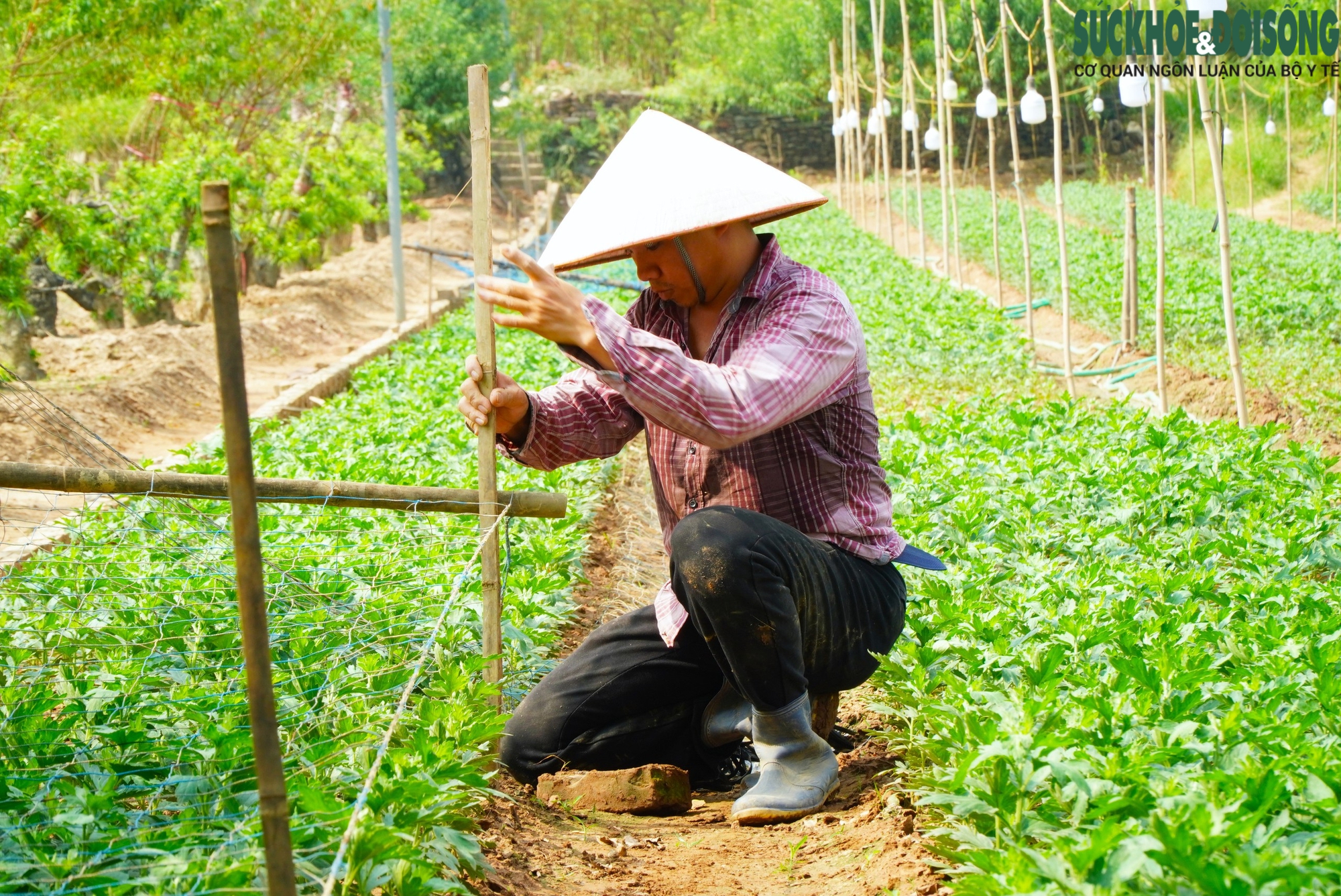 Làng đào Nhật Tân thiệt hại nặng sau lũ, người dân chuyển hướng để kịp vụ Tết- Ảnh 6.