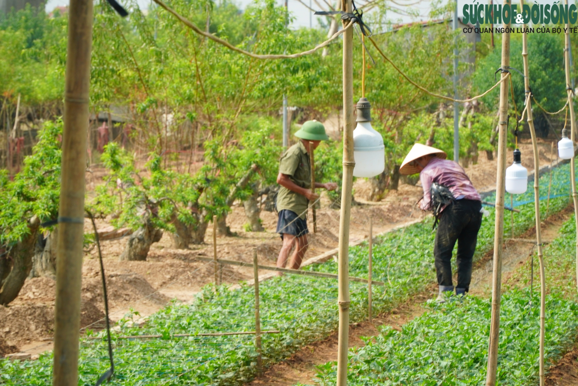 Làng đào Nhật Tân thiệt hại nặng sau lũ, người dân chuyển hướng để kịp vụ Tết- Ảnh 7.