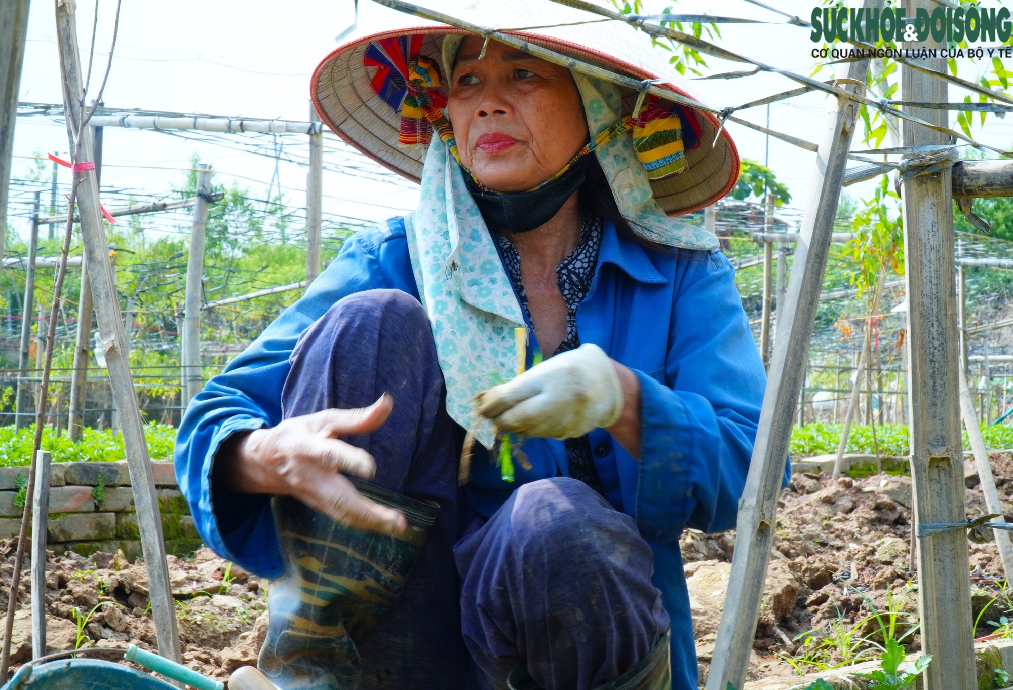 Làng đào Nhật Tân thiệt hại nặng sau lũ, người dân chuyển hướng để kịp vụ Tết- Ảnh 12.