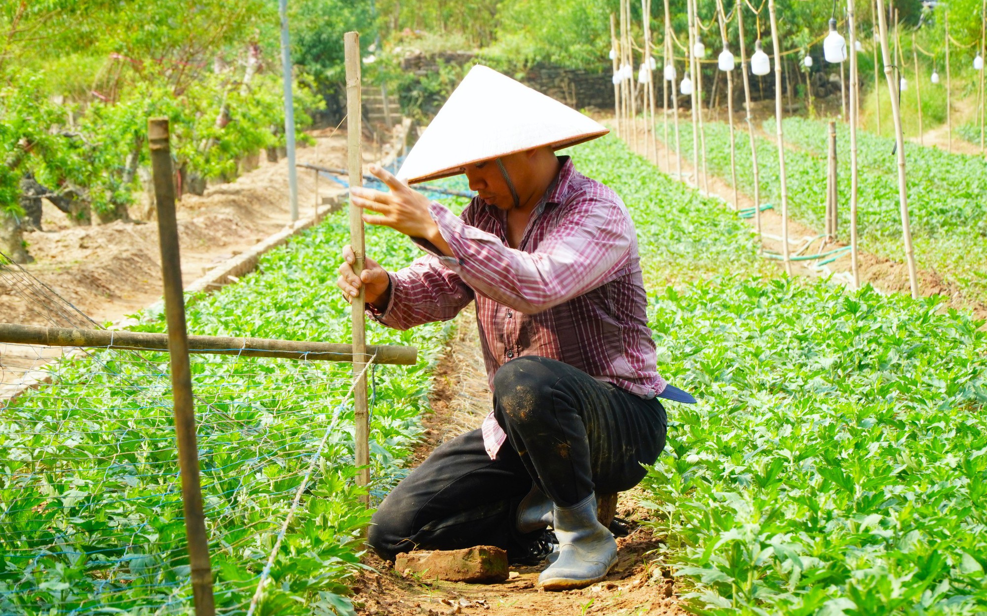 Làng đào Nhật Tân thiệt hại nặng sau lũ, người dân chuyển hướng để kịp vụ Tết