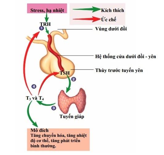 Suy giáp bẩm sinh: Nguyên nhân, triệu chứng, cách điều trị và phòng bệnh- Ảnh 2.