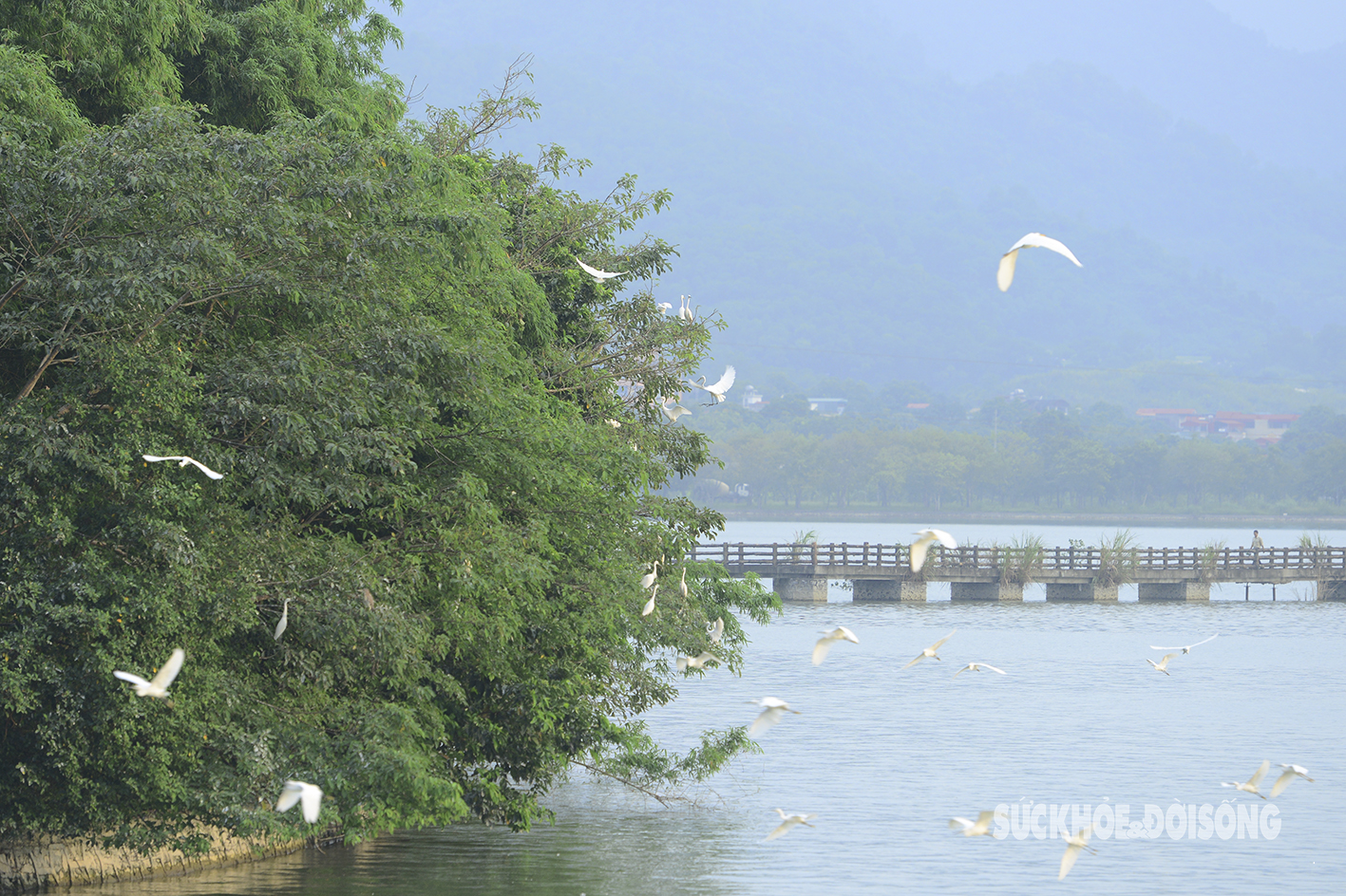 Mãn nhãn trước cảnh tượng chim bay rợp trời ở Tam Chúc- Ảnh 9.