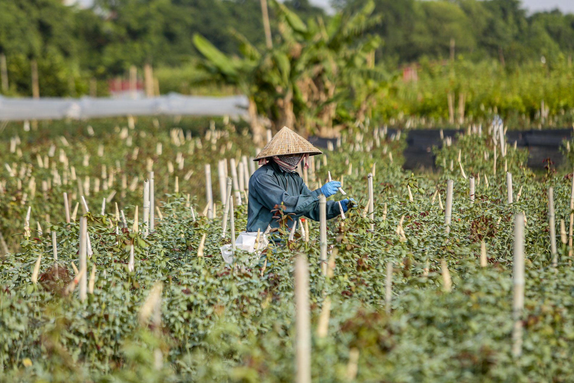 Thủ phủ hoa hồng nổi tiếng ở Hà Nội 'lỡ hẹn' dịp 20/10- Ảnh 8.