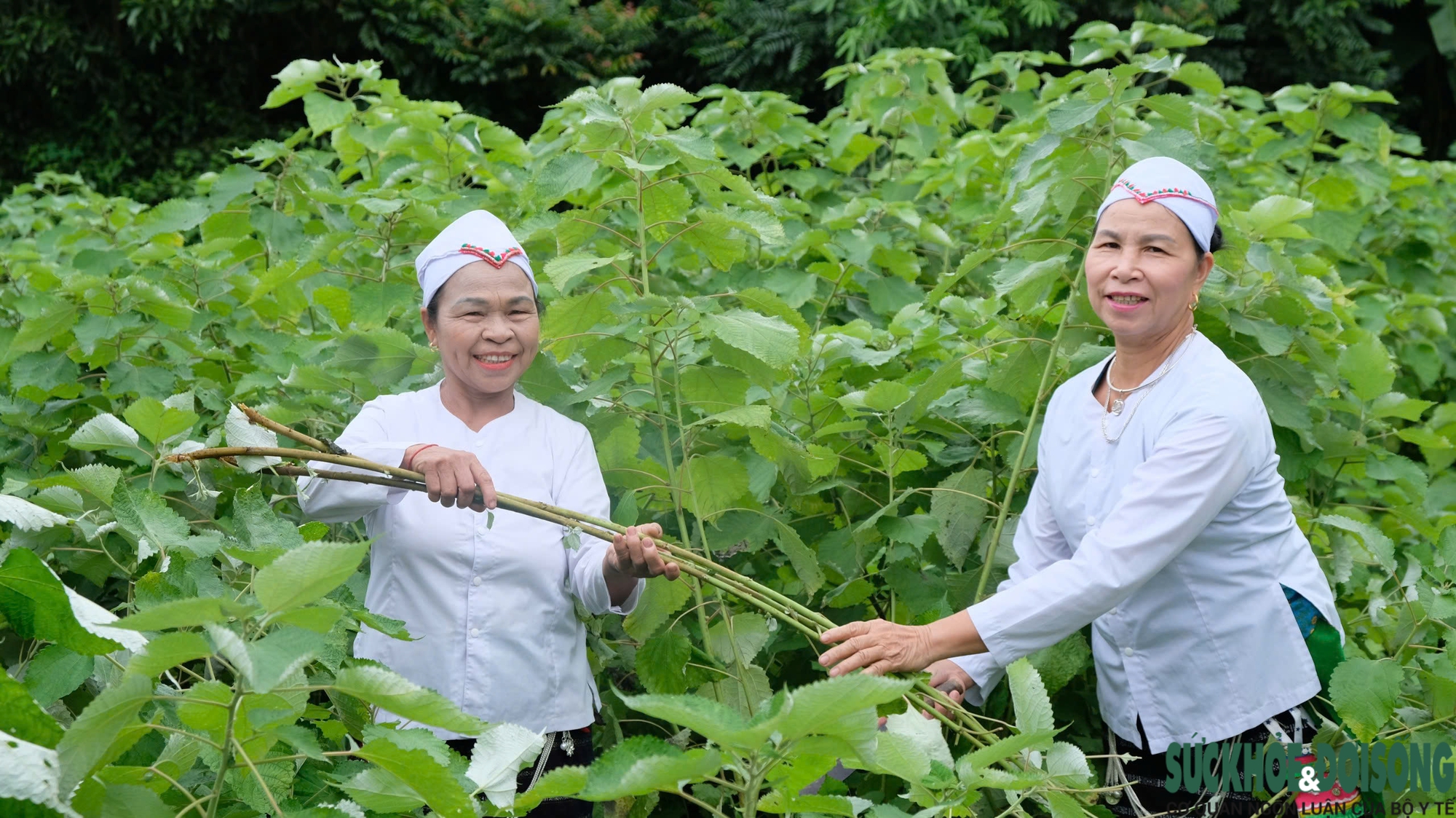 Xúc động câu chuyện các chị, các mẹ dân tộc Thổ phục dựng cánh võng Làng Sen- Ảnh 1.