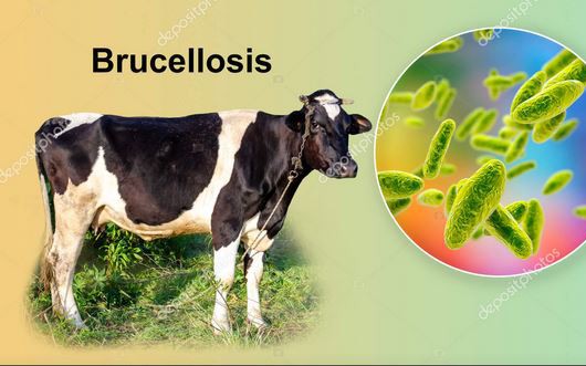 Brucella: Nguyên nhân, biểu hiện, cách điều trị và phòng bệnh