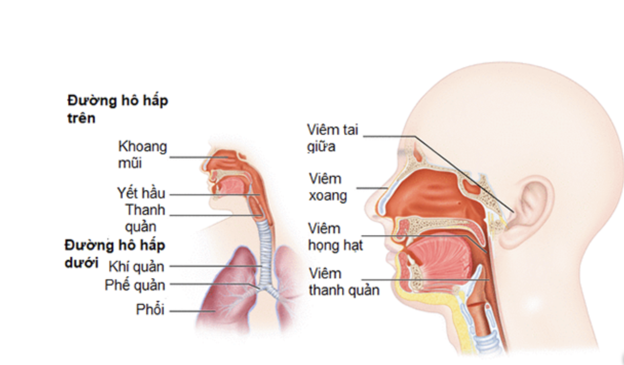 CÁC BỘ PHẬN CHÍNH CỦA ĐƯỜNG HÔ HẤP DƯỚI TRONG CƠ THỂ