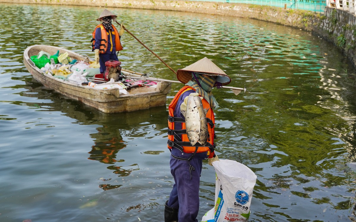 Nguyên nhân nào khiến cá chết hàng loạt tại hồ Tây thời gian gần đây?