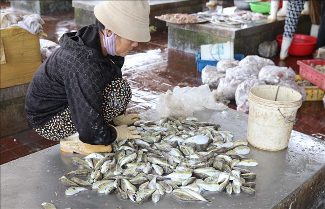 Báo động tình trạng người dân miền biển sử dụng cá nóc phổ biến trong bữa ăn- Ảnh 2.