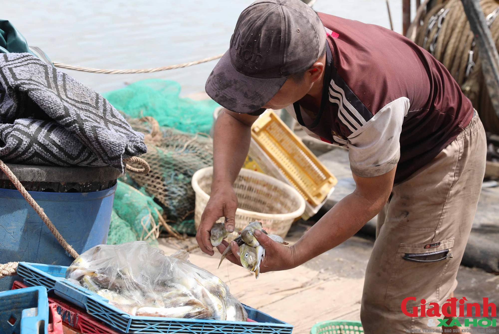 Vì sao loại cá chứa chất kịch độc người dân vùng biển miền Trung vẫn tranh nhau mua?- Ảnh 2.