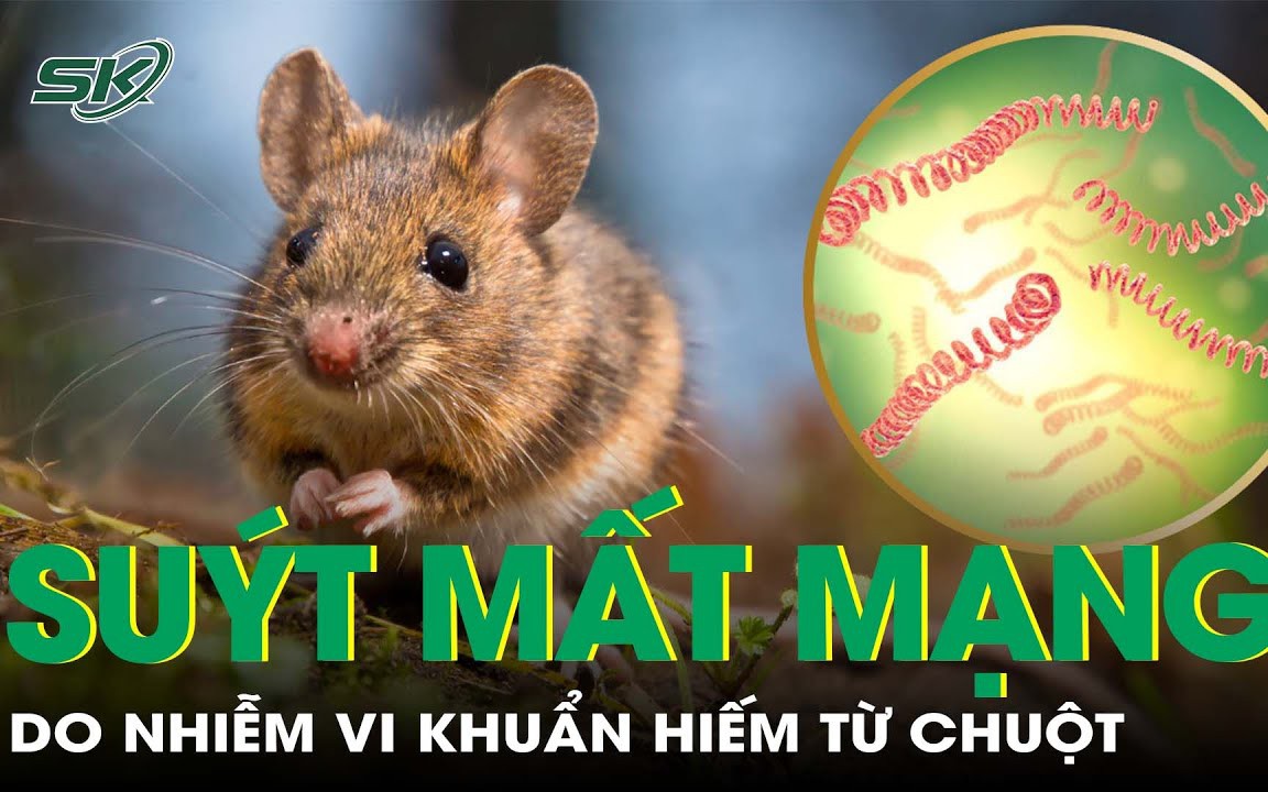 Đang khỏe mạnh bỗng nguy kịch do nhiễm vi khuẩn hiếm từ chuột