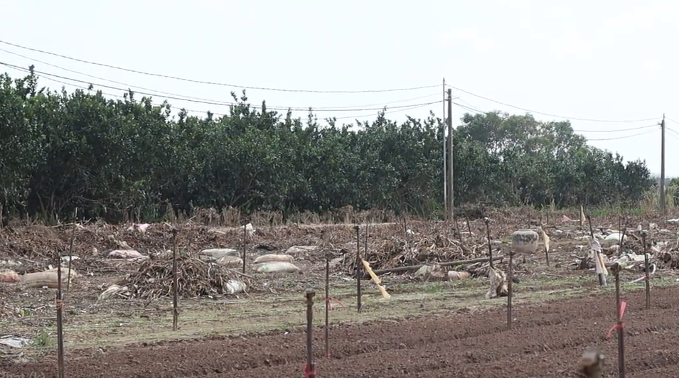 Giá rau tăng vọt sau bão: Nông dân chật vật khắc phục, người tiêu dùng chia sẻ- Ảnh 2.