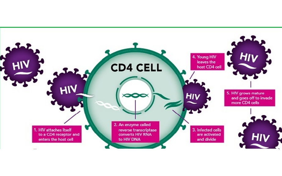 Tại sao số lượng tế bào CD4 lại quan trọng trong điều trị HIV?