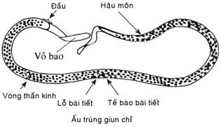 Các thuốc điều trị bệnh giun chỉ- Ảnh 3.