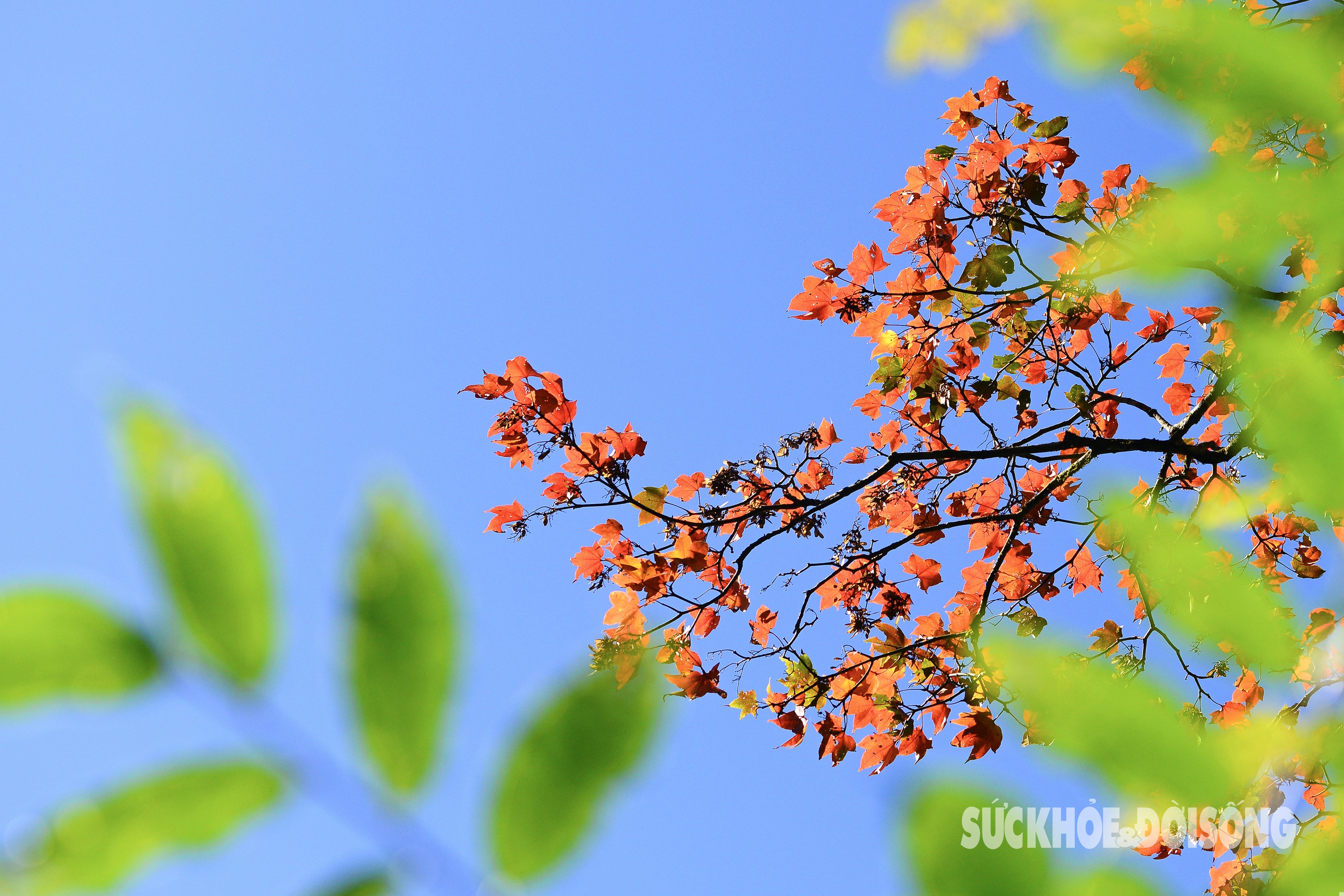 Rừng phong lá đỏ ‘níu chân’ du khách giữa đất trời Tây Bắc- Ảnh 5.