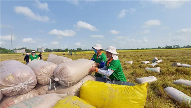 Thị trường nông sản: Giá gạo xuất khẩu của Ấn Độ ổn định gần mức thấp nhất trong 15 tháng- Ảnh 1.