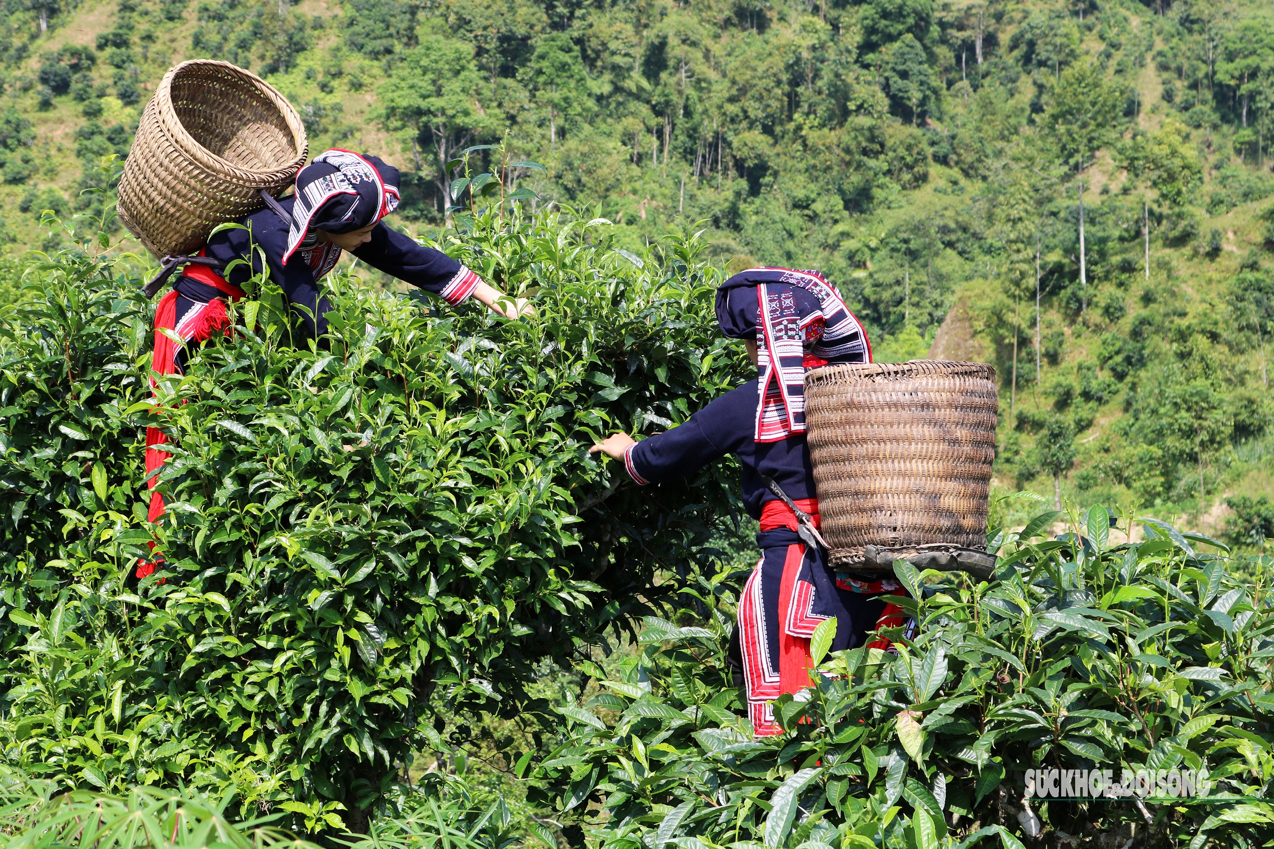 Cận cảnh 'báu vật' của núi rừng Tây Bắc được ép thành bánh, giá cả chục triệu đồng- Ảnh 2.