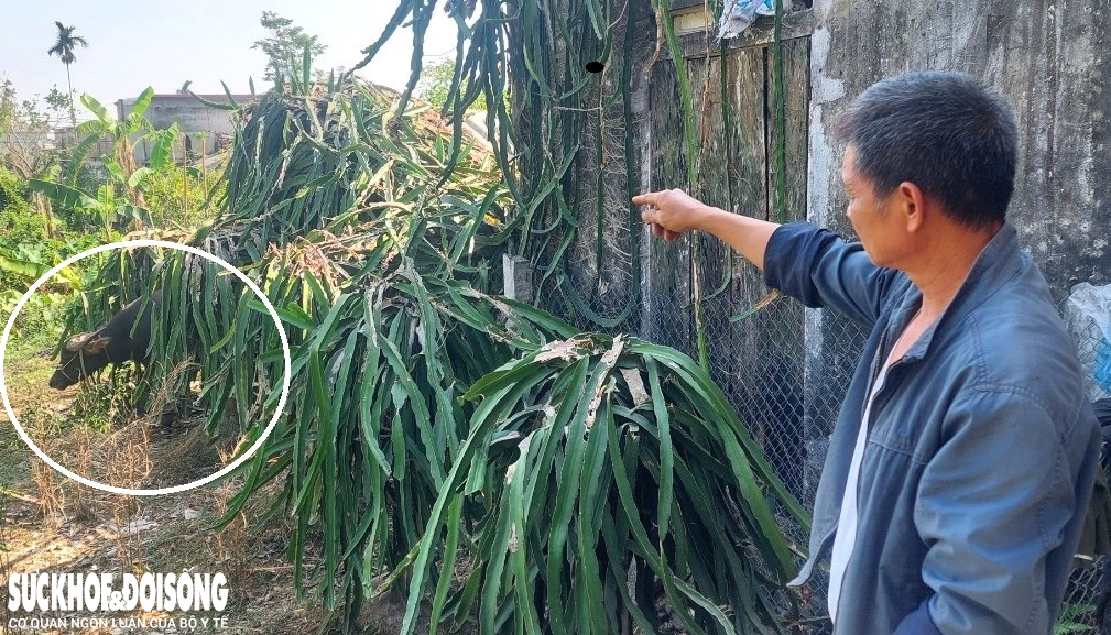 Khoảnh khắc trâu 'điên' lao trên đường húc gãy chân người phụ nữ đi xe máy ở Hải Dương- Ảnh 2.