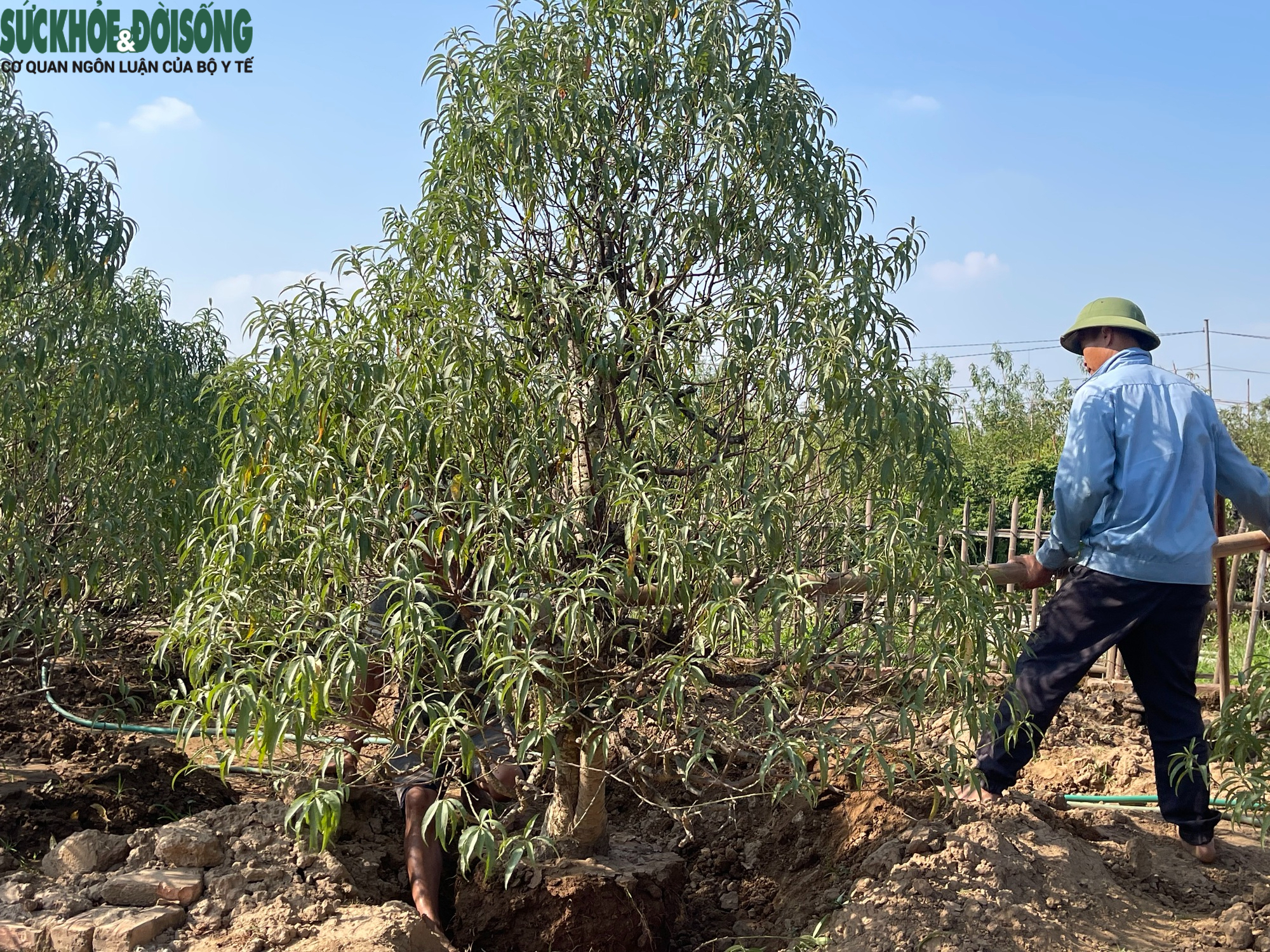 Người dân làng đào Nhật Tân hối hả chuẩn bị vào vụ Tết- Ảnh 3.