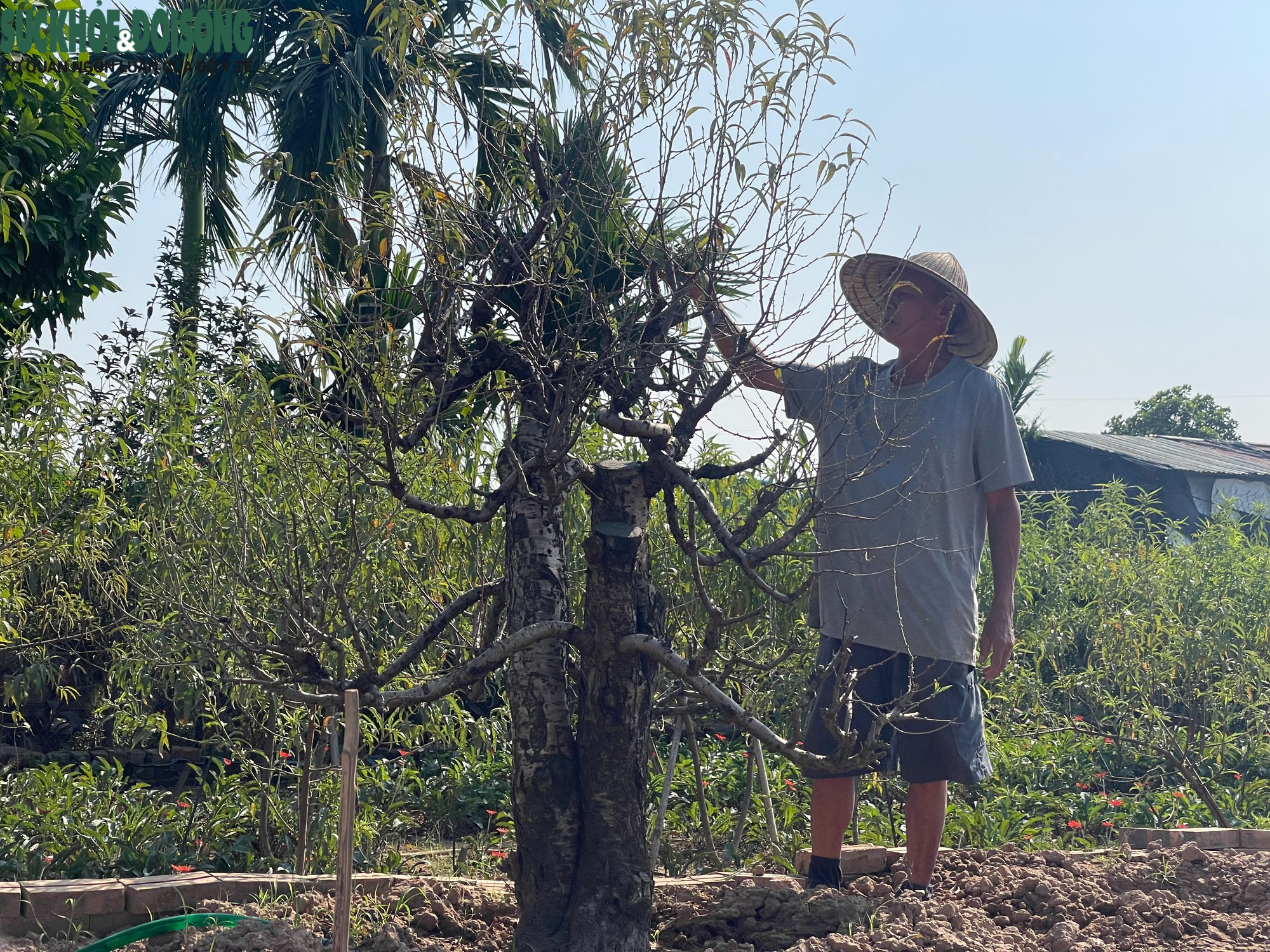 Người dân làng đào Nhật Tân hối hả chuẩn bị vào vụ Tết- Ảnh 6.