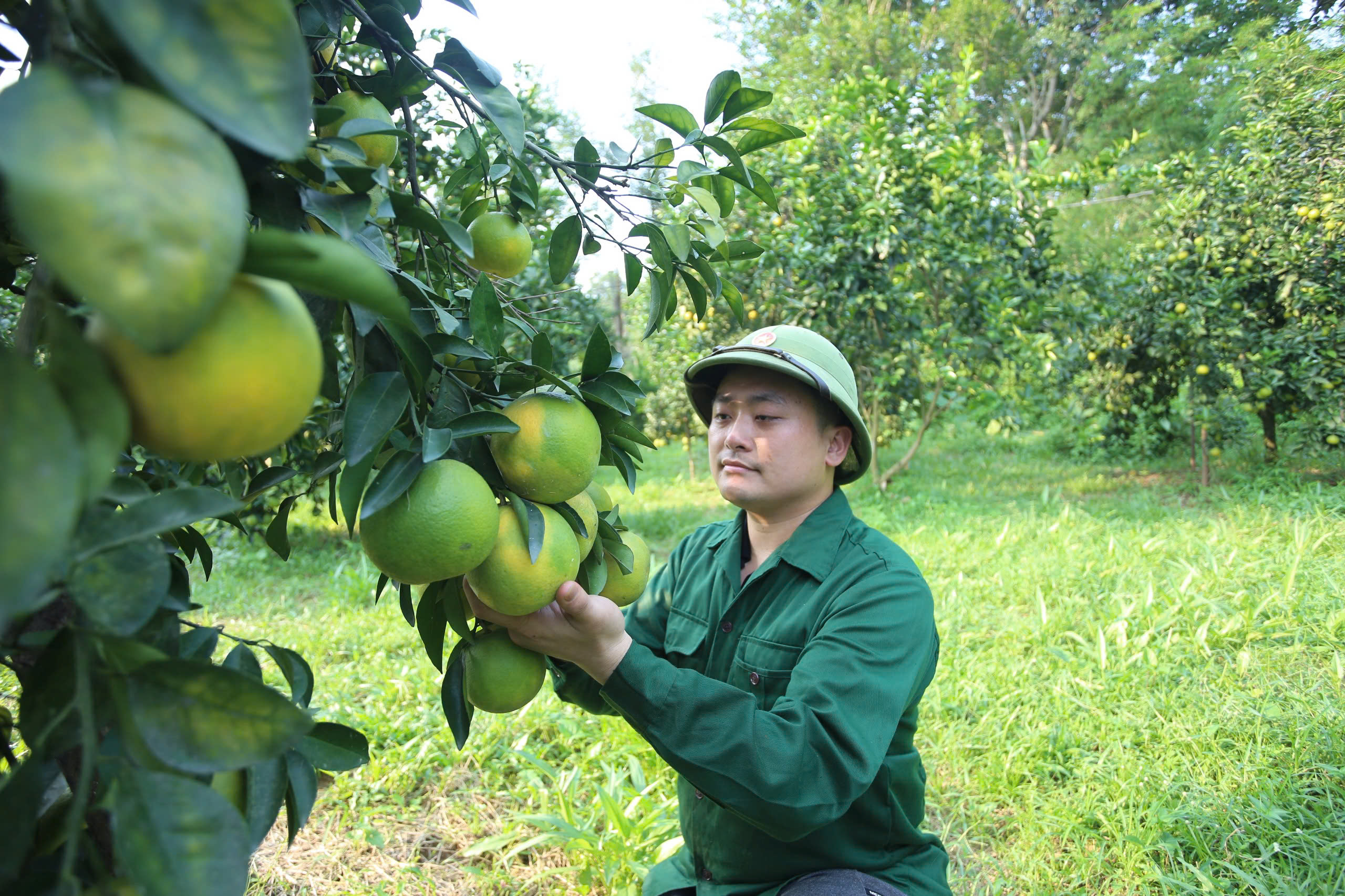 Ngắm những vườn cam 'bạc tỷ'- Ảnh 4.