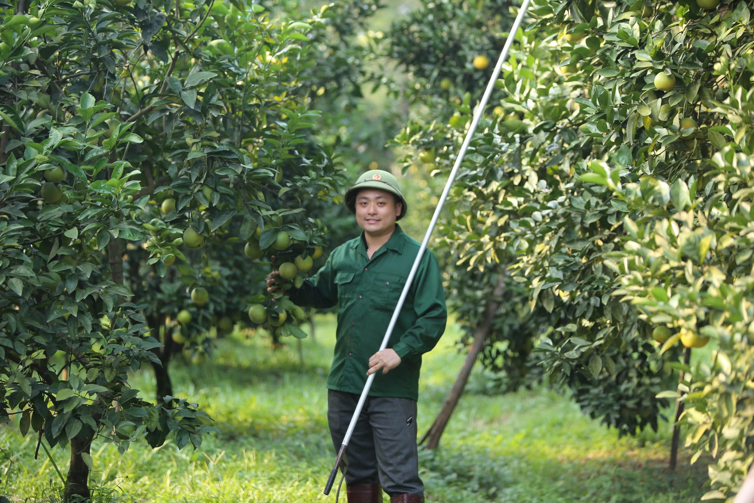 Ngắm những vườn cam 'bạc tỷ'- Ảnh 8.