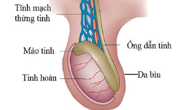 Viêm ống dẫn tinh điều trị như thế nào ?- Ảnh 1.