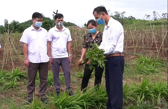 Hòa Bình: Chuyển đổi cây trồng dược liệu giúp xóa đói giảm nghèo- Ảnh 1.