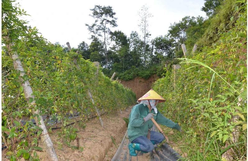 Mô hình trồng, chế biến cây dược liệu đem lại hiệu quả kinh tế ở Bắc Kạn- Ảnh 2.