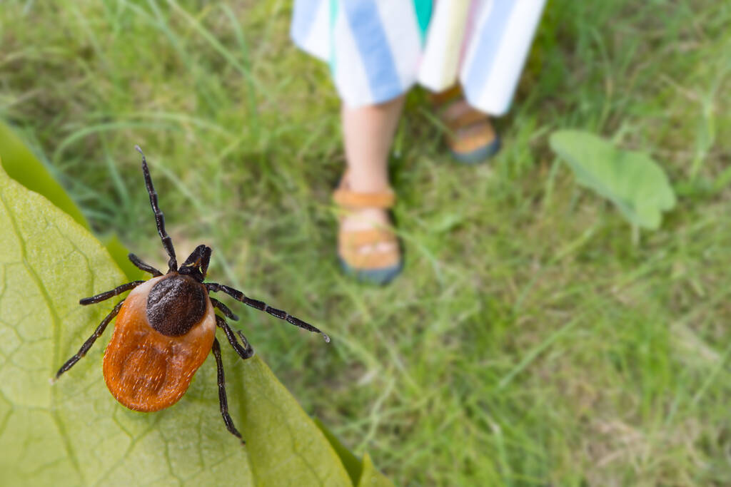 Thuốc điều trị bệnh Lyme- Ảnh 1.