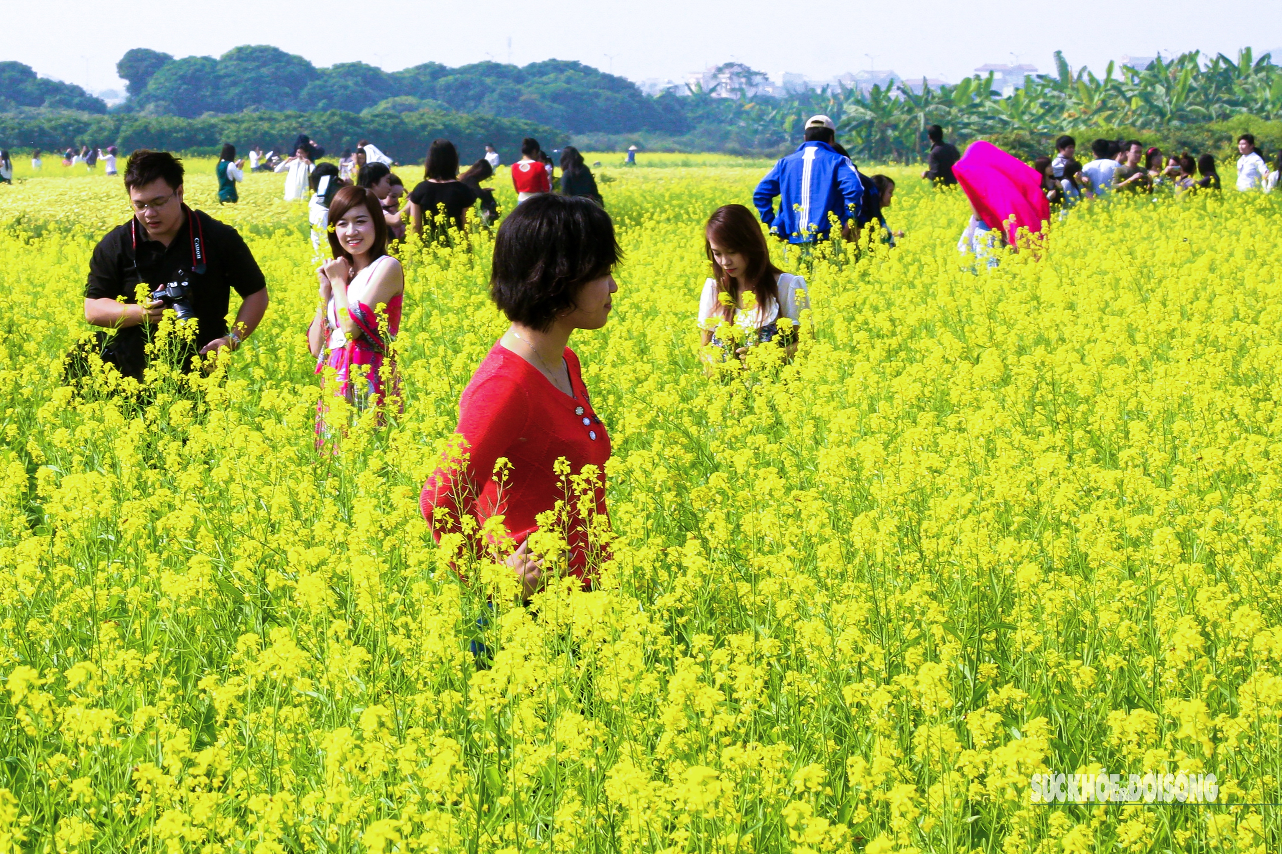 Cải vàng khoe sắc đón gió đông- Ảnh 8.