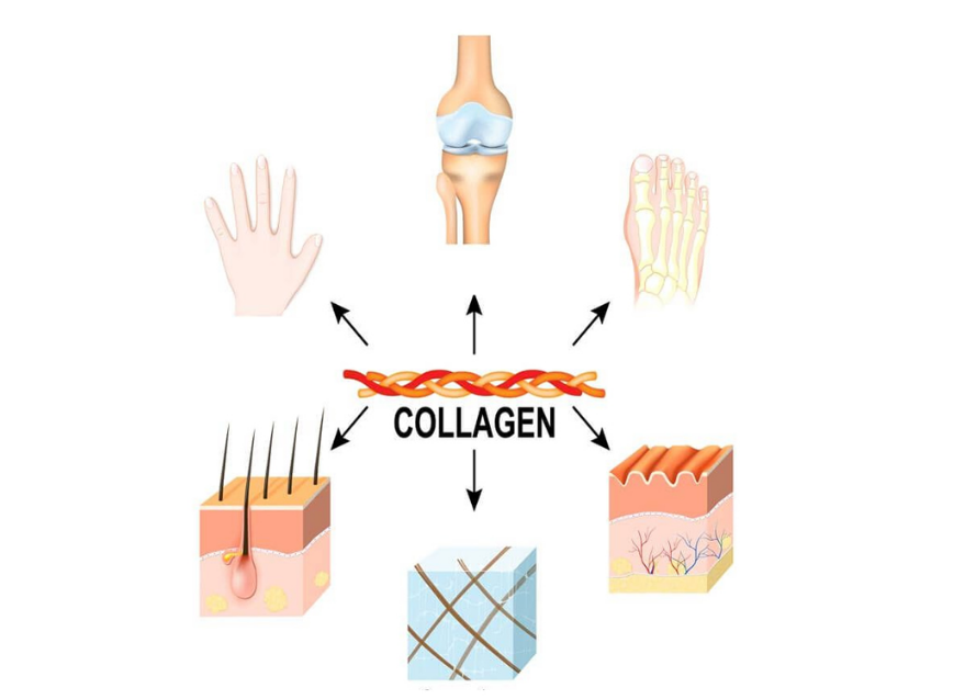 Dùng collagen có tác dụng phụ không?- Ảnh 1.