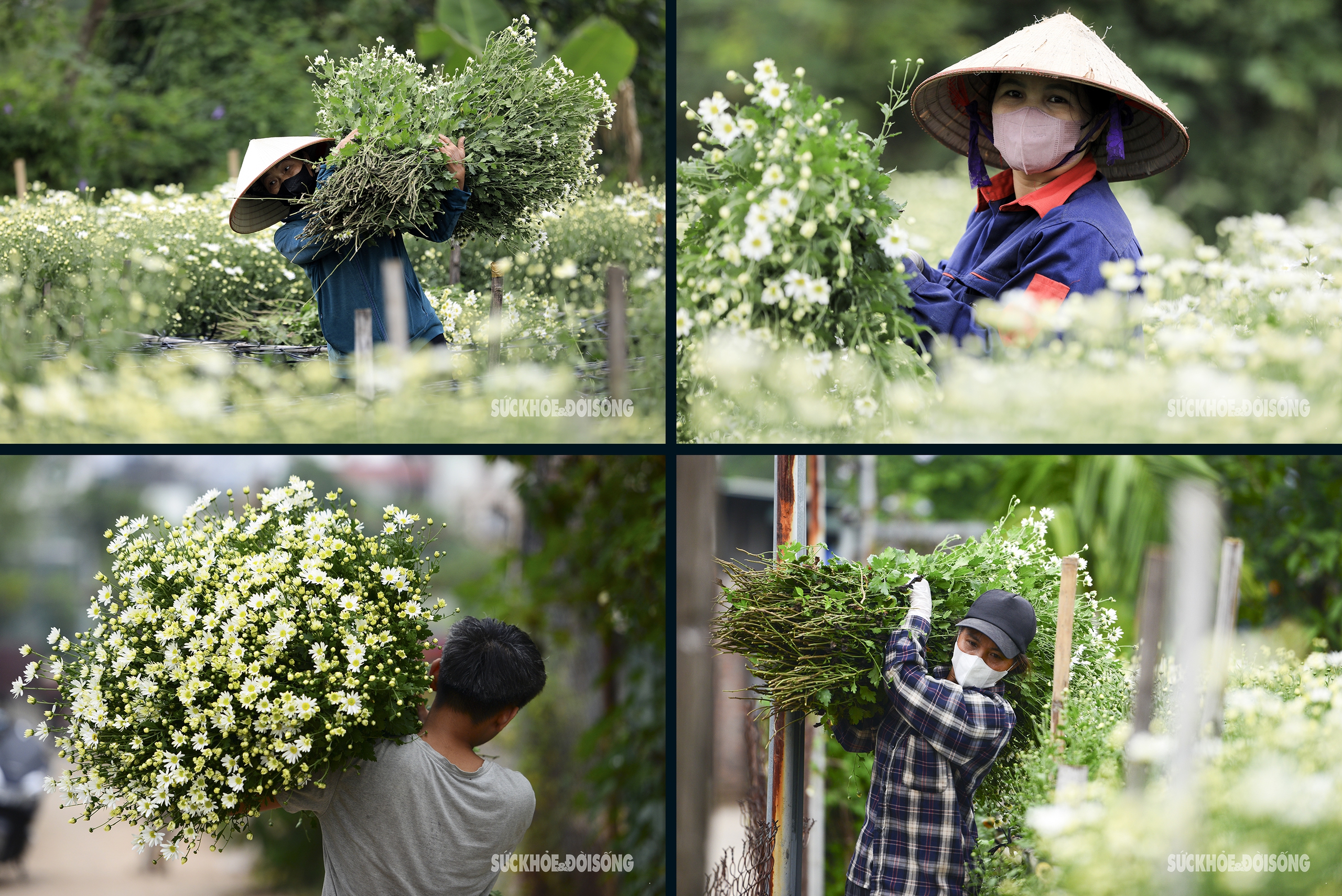 Vườn cúc họa mi hiếm hoi còn sót lại tại Hà Nội sau bão Yagi- Ảnh 9.