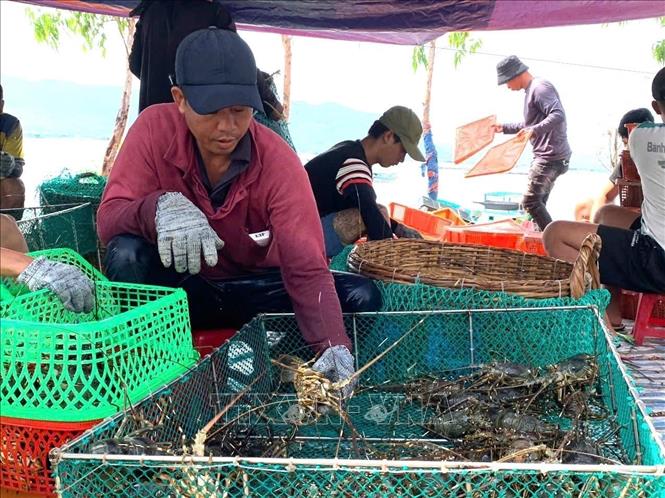 Giá tôm thương phẩm bấp bênh, nhiều rủi ro mùa mưa bão- Ảnh 2.