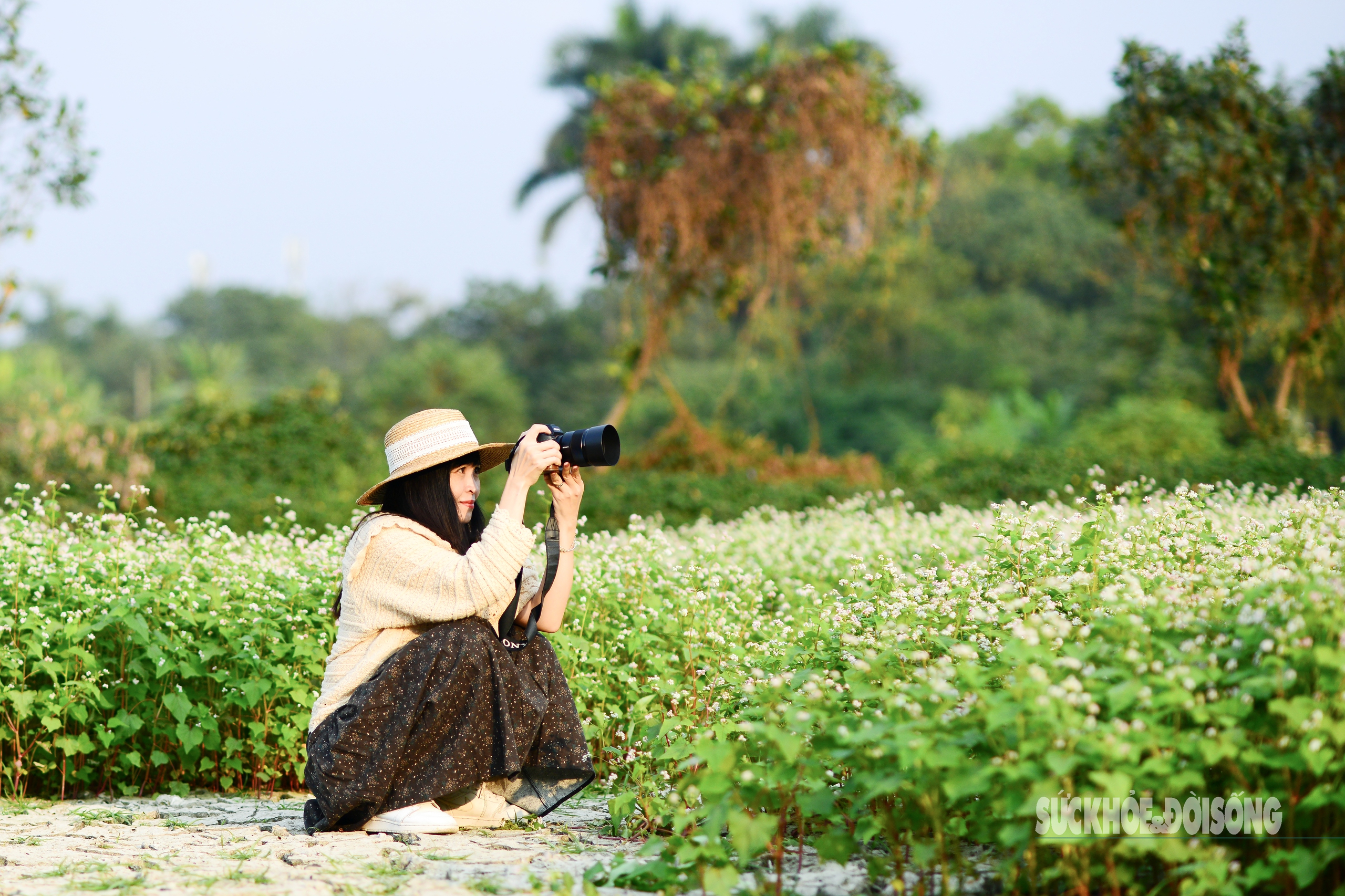 Ngỡ ngàng vườn hoa tam giác mạch miền sơn cước bung nở giữa lòng Thủ đô- Ảnh 4.