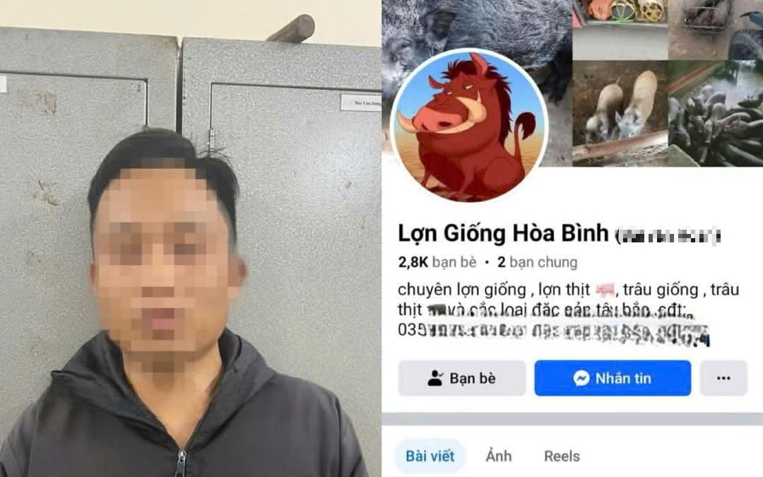 Lập Facebook &quot;Lợn Giống Hòa Bình&quot; lừa tiền đặt cọc của người mua