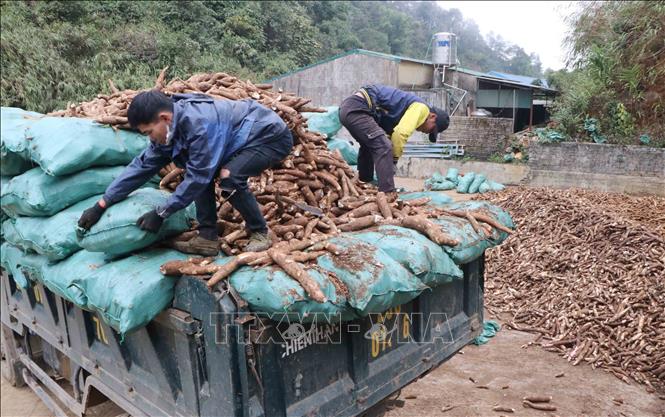 Sắn rớt giá mạnh, nông dân Lai Châu thất thu- Ảnh 1.