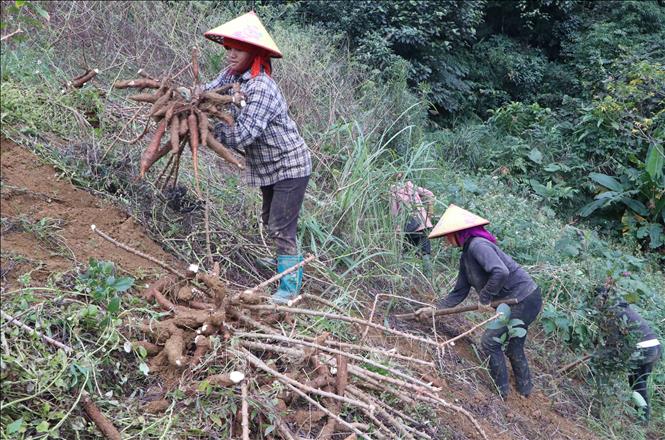 Sắn rớt giá mạnh, nông dân Lai Châu thất thu- Ảnh 3.