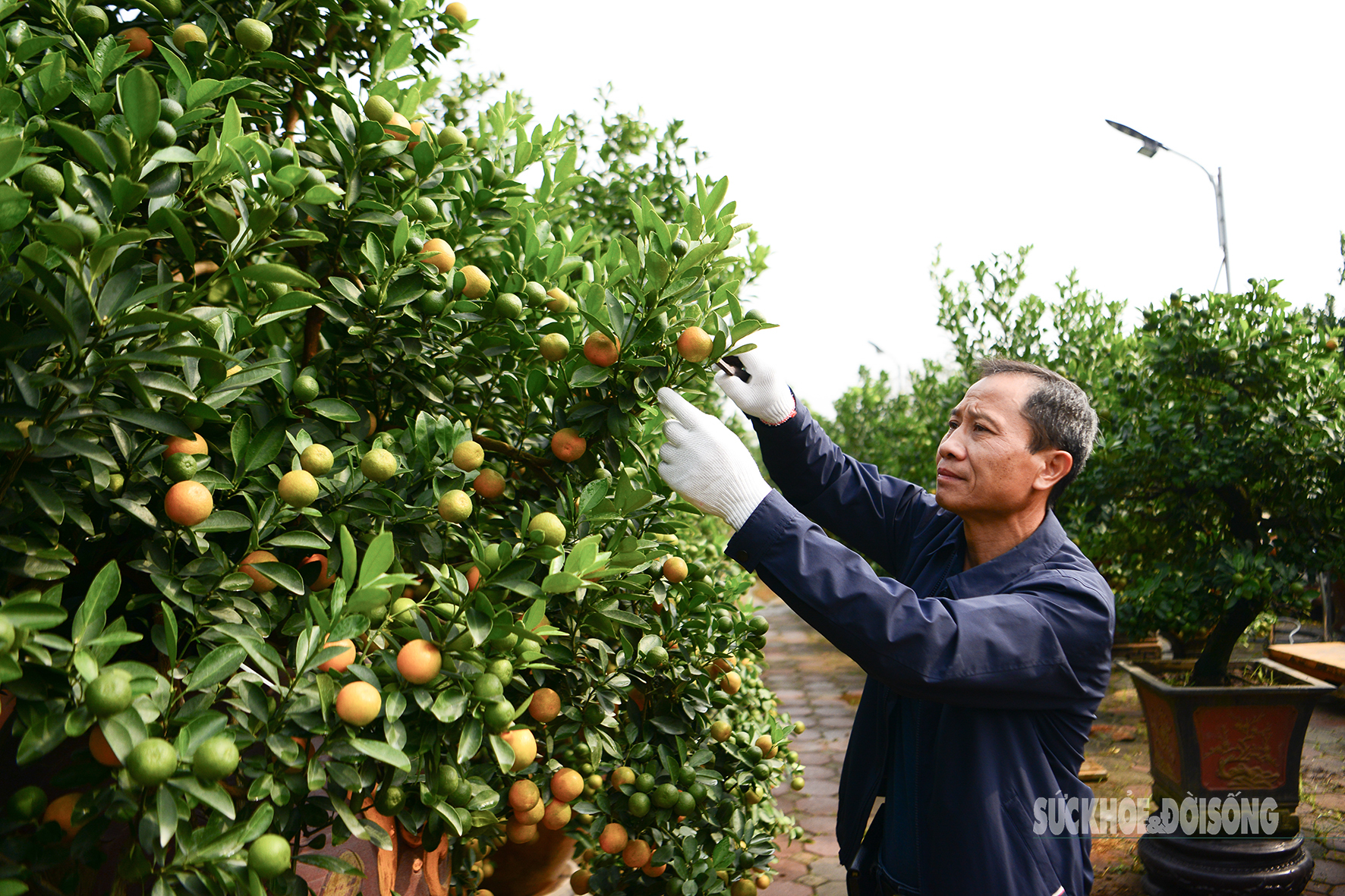 Thủ phủ quất Tứ Liên chuyển sắc vàng, nhà vườn tất bật vào vụ Tết- Ảnh 2.