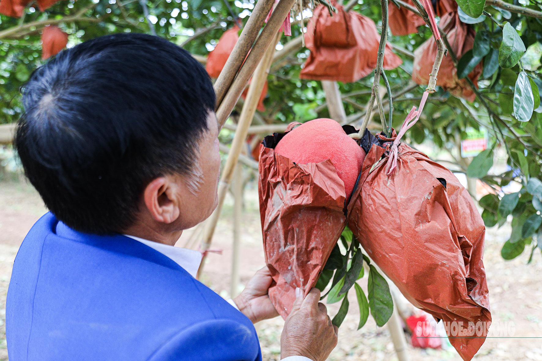 Bưởi 'tiến vua' đúc chữ tài lộc giá nửa triệu đồng một quả- Ảnh 6.