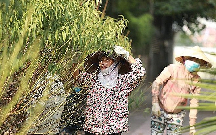 Bão Yagi tàn phá, hoa Tết năm nay sẽ khan hiếm thế nào?