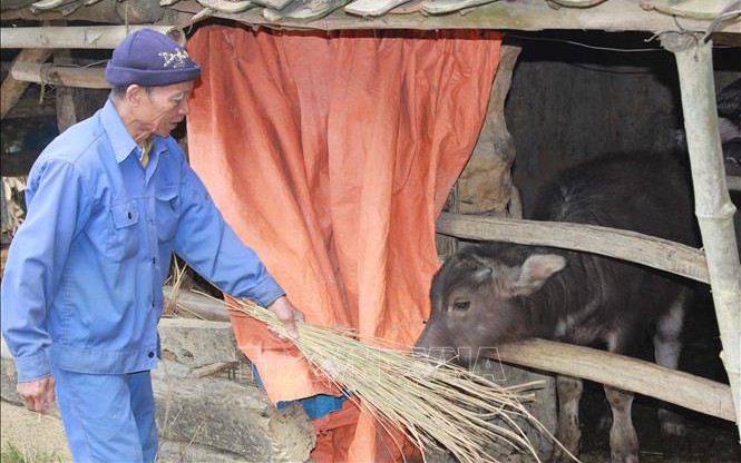 Phòng chống đói rét, bảo vệ đàn vật nuôi ở vùng núi cao