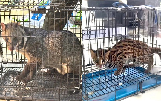 Liên tiếp bắt giữ các vụ vận chuyển động vật quý hiếm- Ảnh 2.