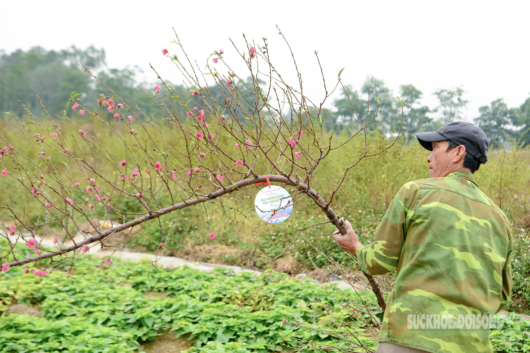 Đào, quất Hà Nội 'vượt sóng' đến Trường Sa- Ảnh 2.