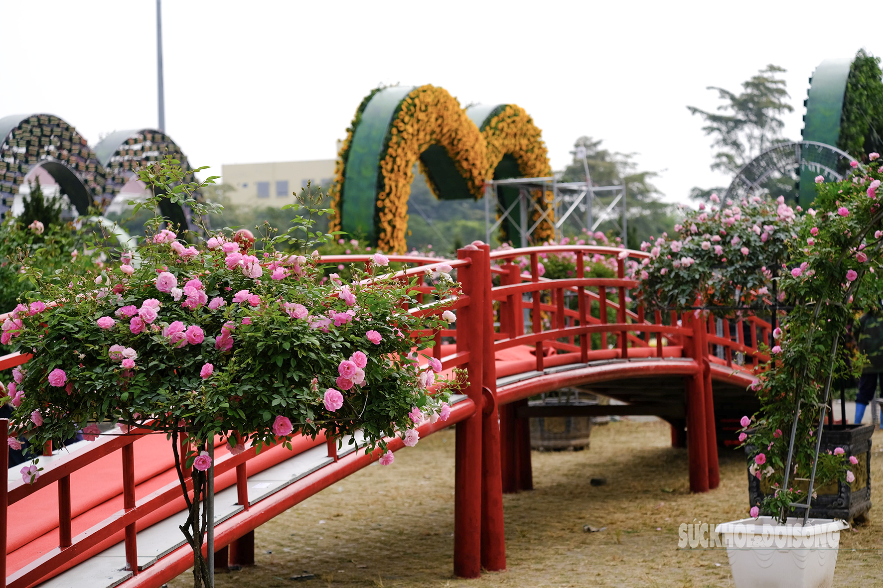 Festival hoa Mê Linh sẵn sàng chào đón du khách- Ảnh 12.