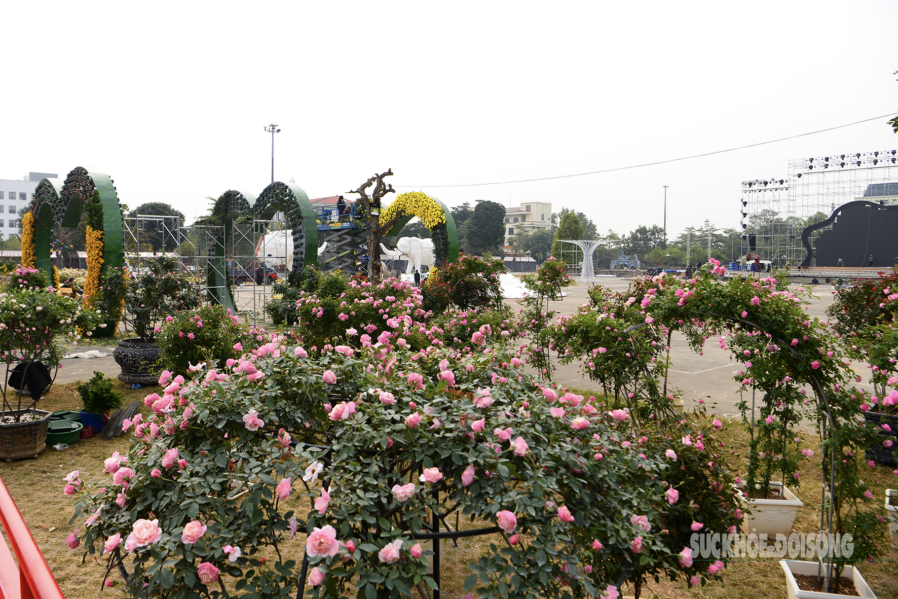 Festival hoa Mê Linh sẵn sàng chào đón du khách- Ảnh 2.